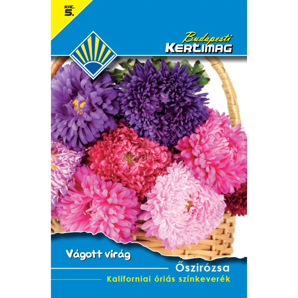 Őszirózsa - kaliforniai