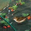 BIRDNET HDPE extrudált madárháló, rombusz szemformájú 4x100