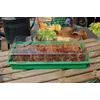 GROWING KIT mini üvegház szett