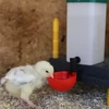 Baromfi öntöltős itató 1 literes