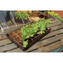 GROWING KIT mini üvegház szett