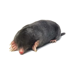 Vakond ellen Vakond ellen