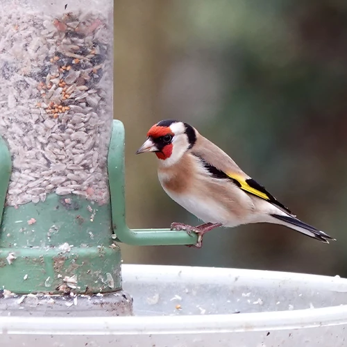 Etetők és itatók Etetők és itatók
