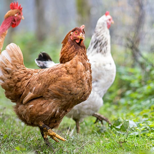 Haszonállatok Haszonállatok