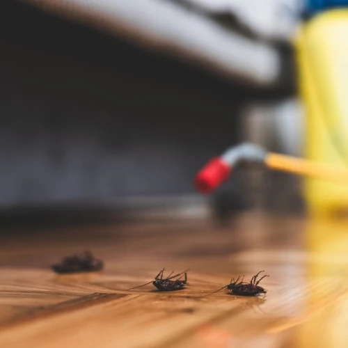 Kártevőirtás Kártevőirtás