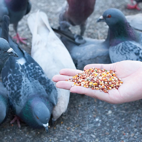 Takarmány és táplálékkiegészítők Takarmány és táplálékkiegészítők