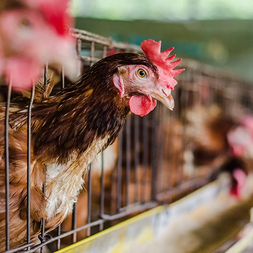 Tartástechnológia Tartástechnológia