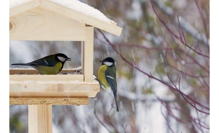 Téli madáretetés: mivel és hogyan etessük a kertünkbe látogató madarakat