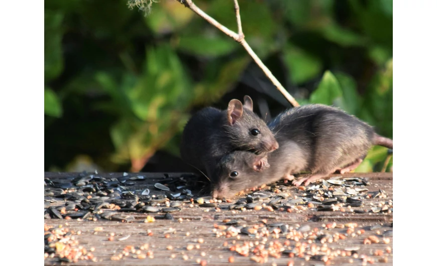 Őszi kártevőírtás: Hatékony megoldások a Royalfarmtól