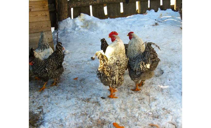 Infralámpák és melegítők a hideg napokra – Biztonságos állattartás a Royalfarmmal