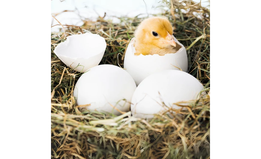 Így legyen sikeres a keltetés 2025-ben! – Hasznos tippek és eszközök a Royalfarmtól