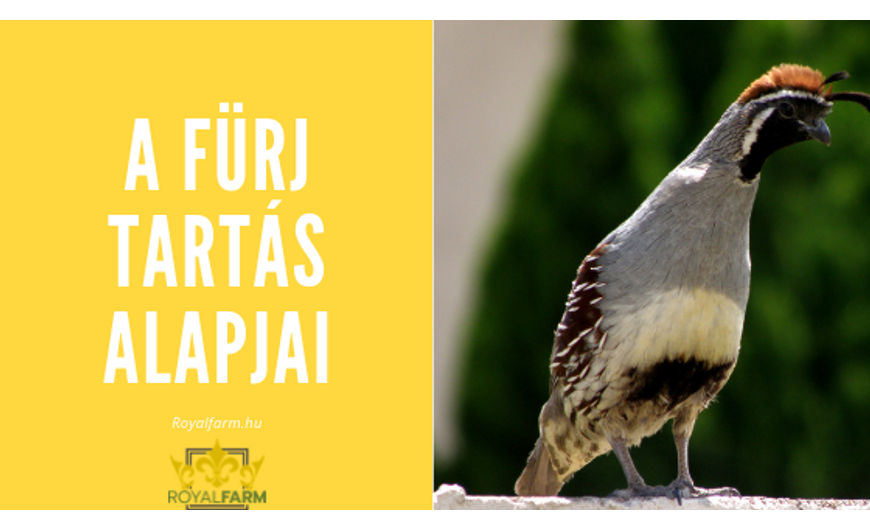 A fürj tartás alapjai