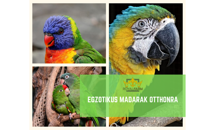 Papagáj otthonra? 5 érdekes izgalmas faj