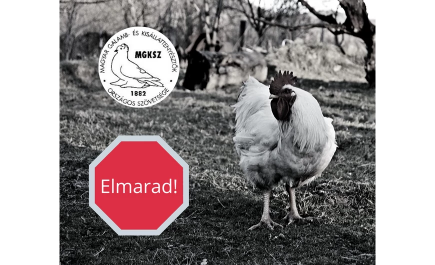 Elmarad a monori kisállatbörze!