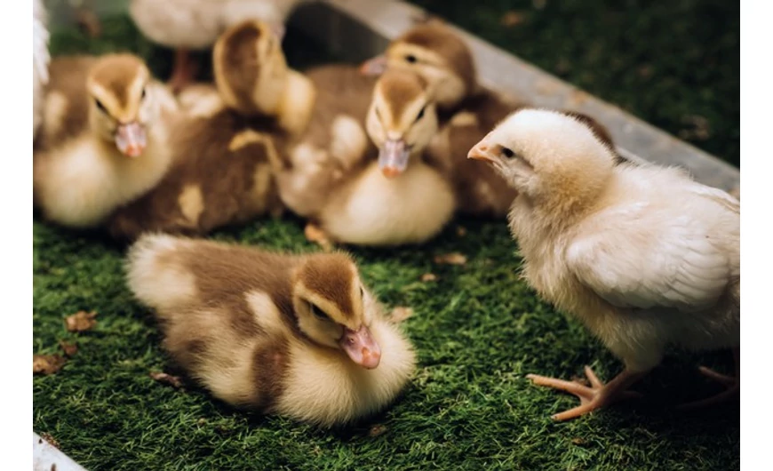 Néhány tipp baromfineveléshez