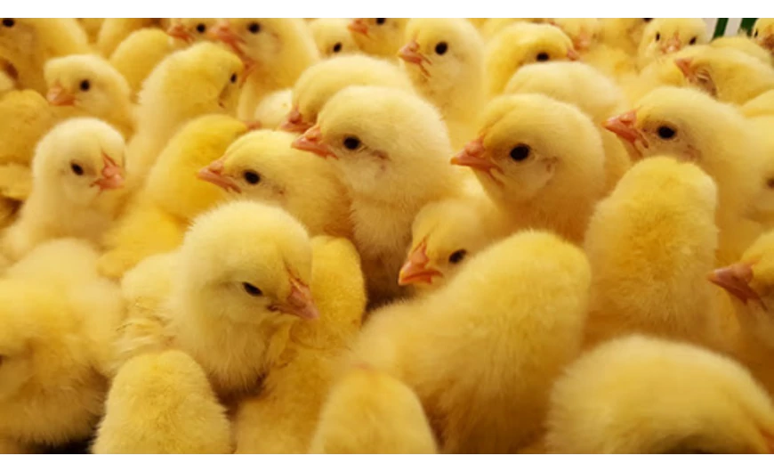 Keltetéstechnológia