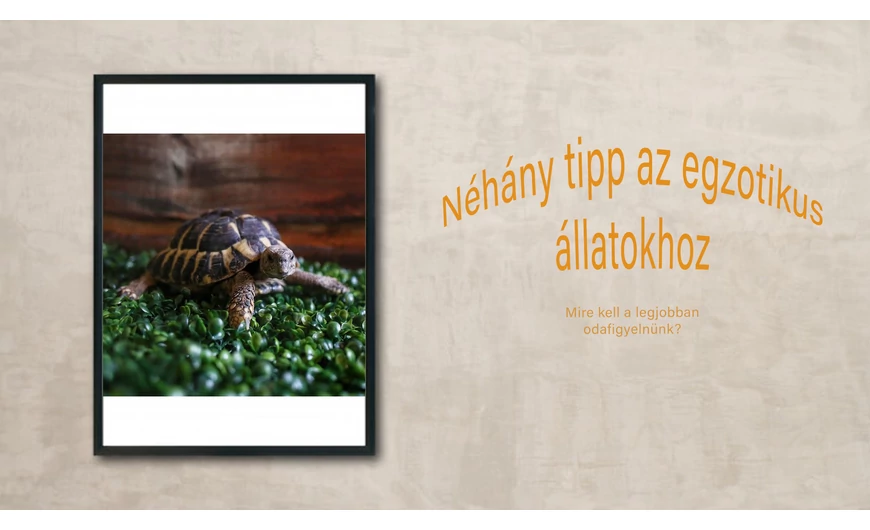 Néhány tipp egzotikus madarakhoz 