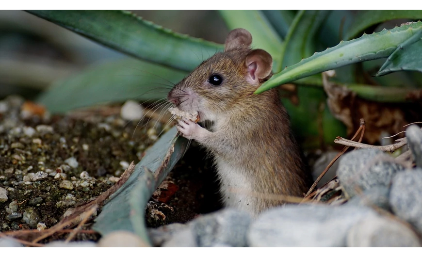 Kártevők nyomában!