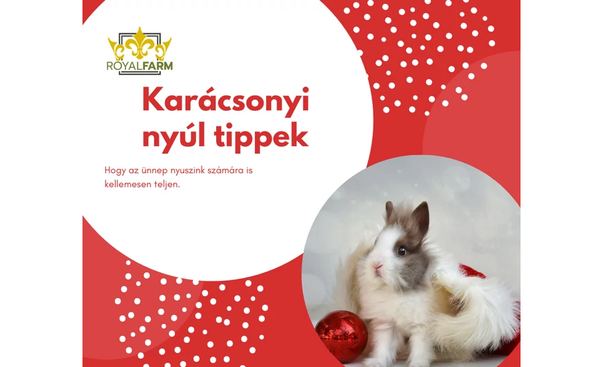 Nyúlat tart otthon? Itt van néhány tipp mire figyeljünk karácsonykor