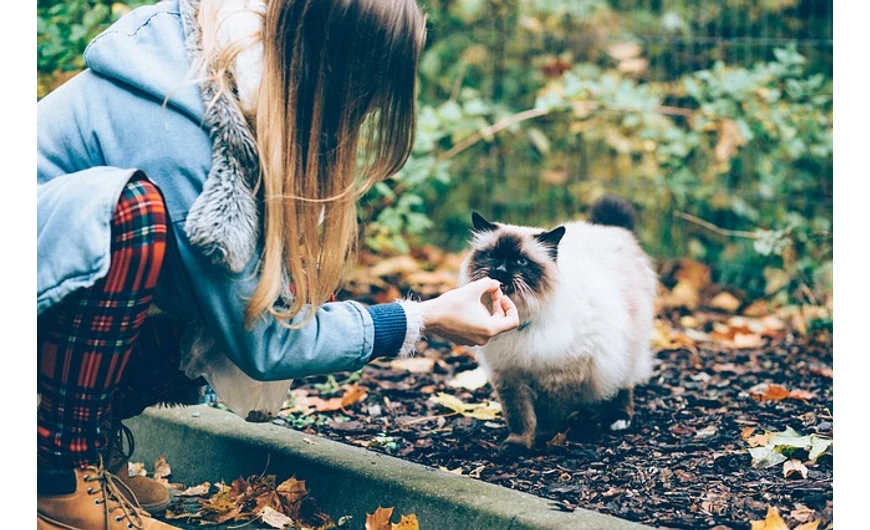 Hogyan bánjunk háziállatainkkal a karantén ideje alatt? A NÉBIH adott néhány tanácsot