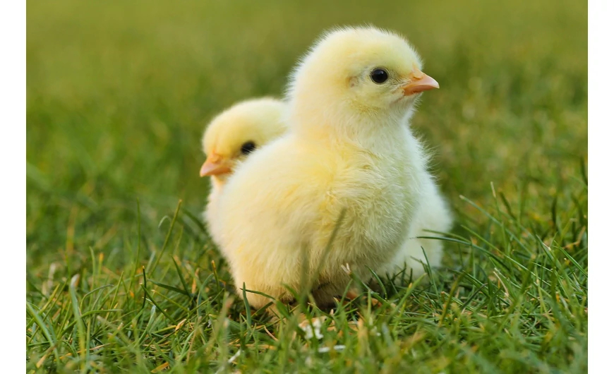 Naposcsibék nevelése