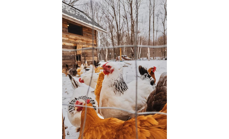 Baromfiudvar téliesítése