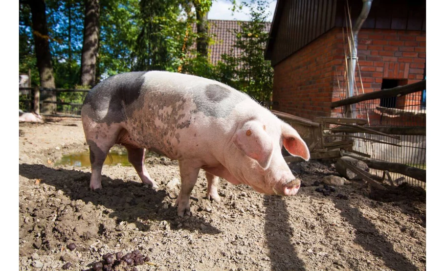 A disznóvágás hagyománya