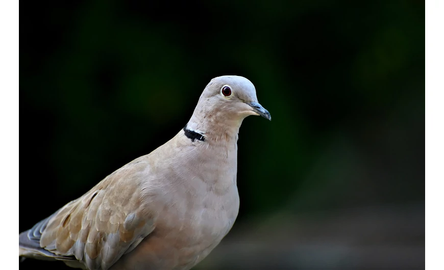 Galambtartás alapjai