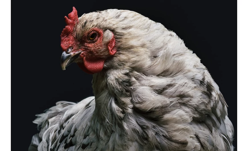 5 érdekesség a csirkék világából