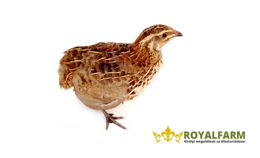 Minden, amit az egészséges fürj neveléséről tudni kell 1. rész
