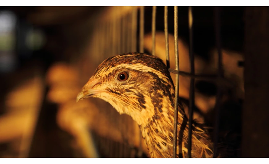 Minden, amit az egészséges fürj neveléséről tudni kell 2. rész