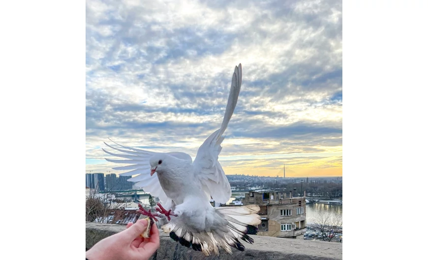 A galambok története