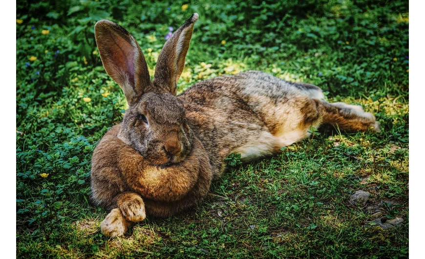 A nyúltartás alapjai