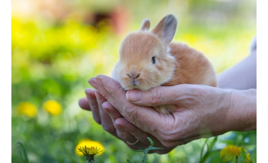 A hobbi nyúltartás rejtelmei