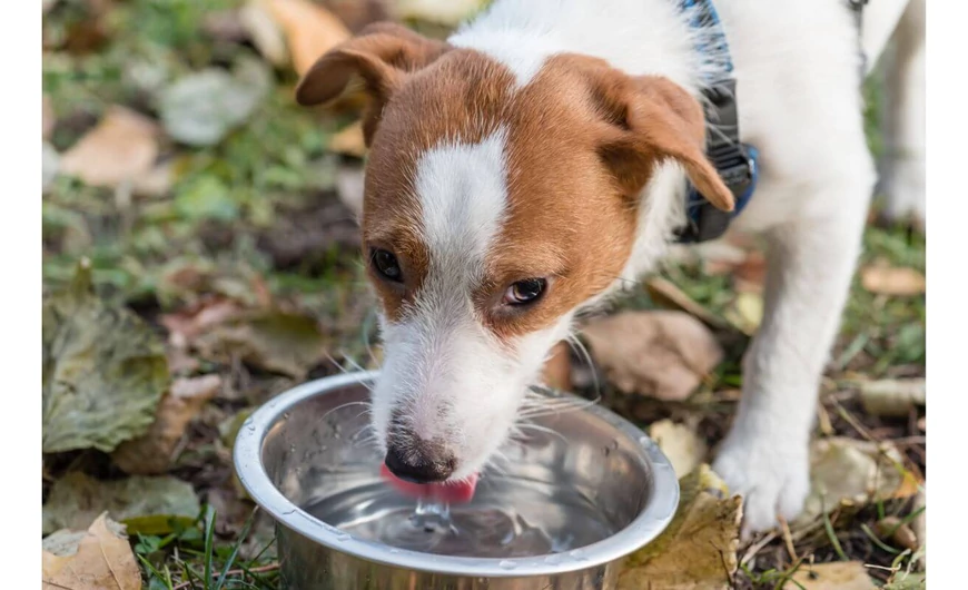 Itatómelegítők: Állataink kényelmes vízfogyasztása a tél közepén