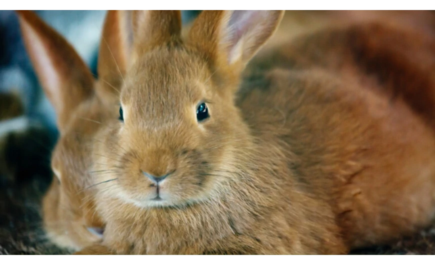 10 dolog, amire mindenképp figyelni kell, ha nyulat tartunk