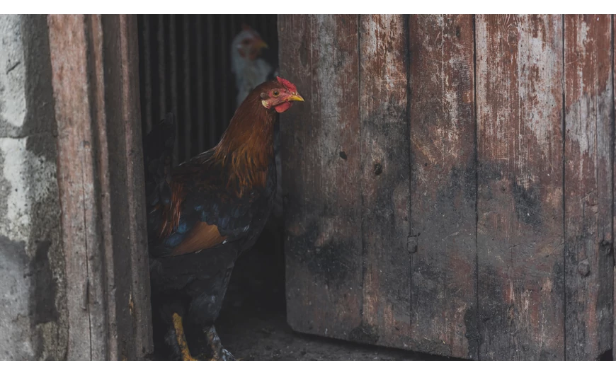 Megérkezett a hideg, figylejünk oda állatainkra!