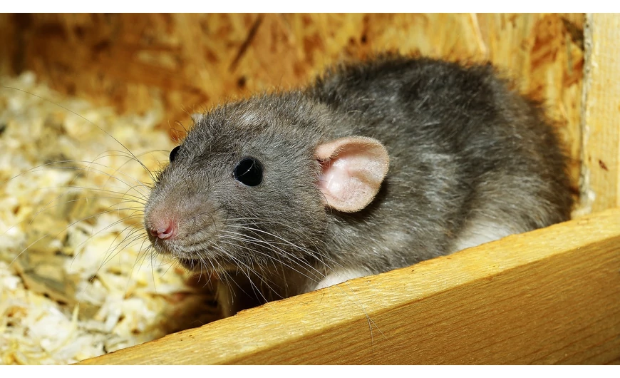 A kártevők elleni védelem