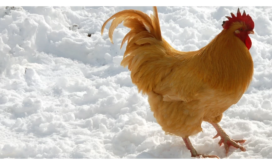A téli állattartás feltételei