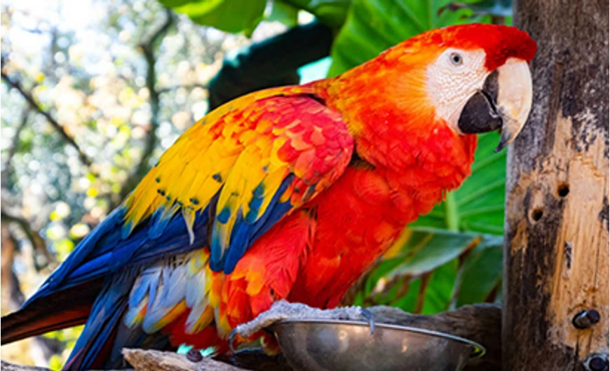Papagáj otthonra? 5 érdekes izgalmas faj