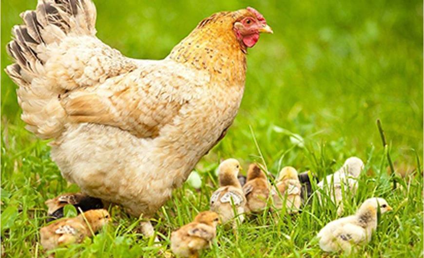 A baromfitartás alapjai