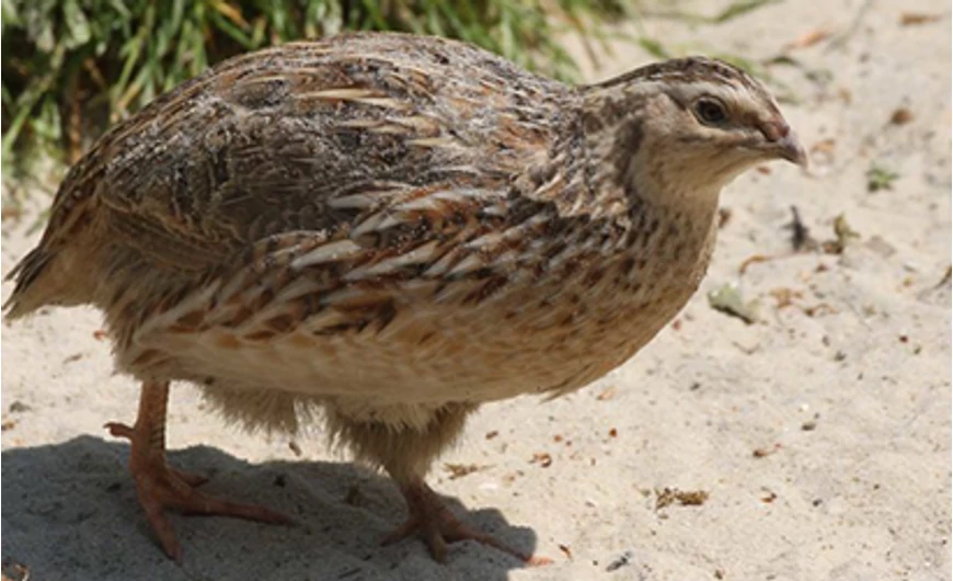 A fürj tartás alapjai